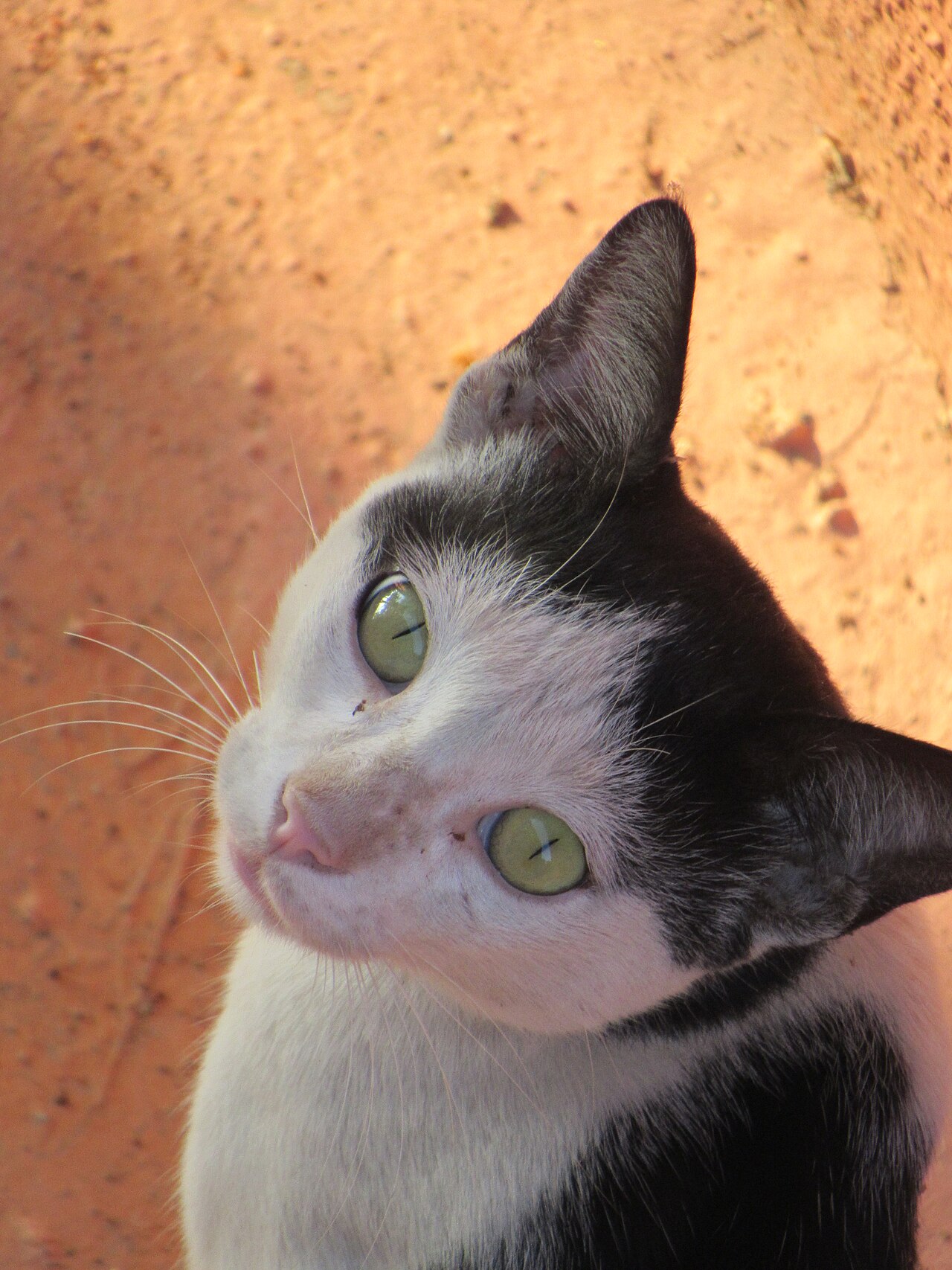 Policy Wording Explained: What ‘Act of Cat’ Really Means