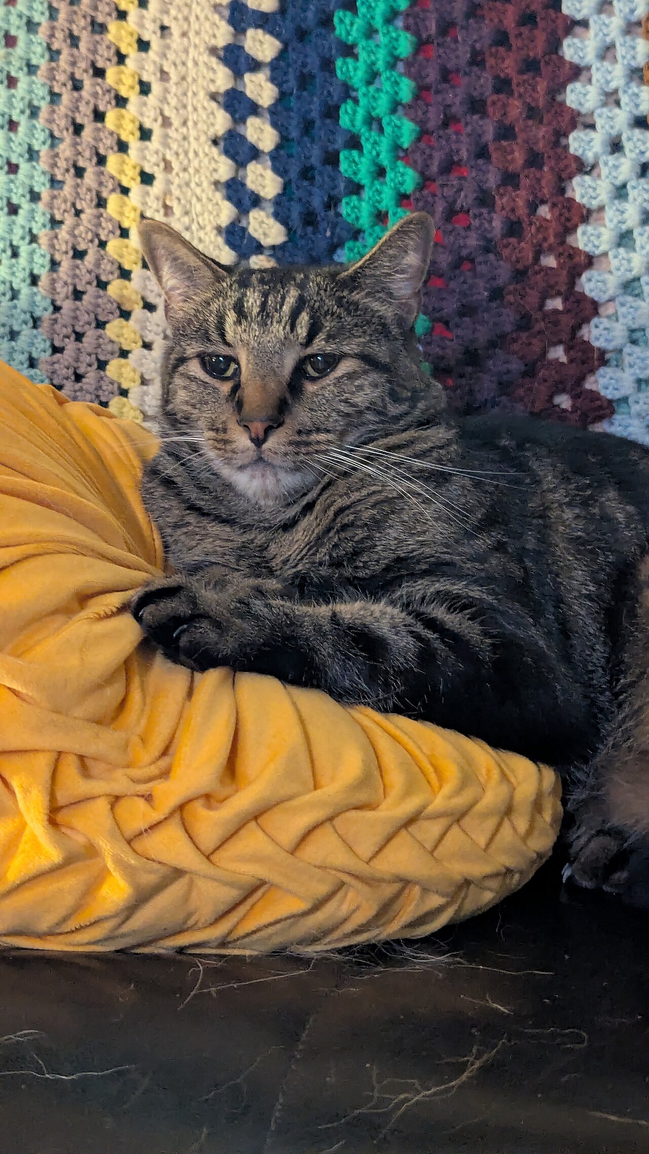 Assessor Handbook Extract: How To Interview a Suspect Cat
