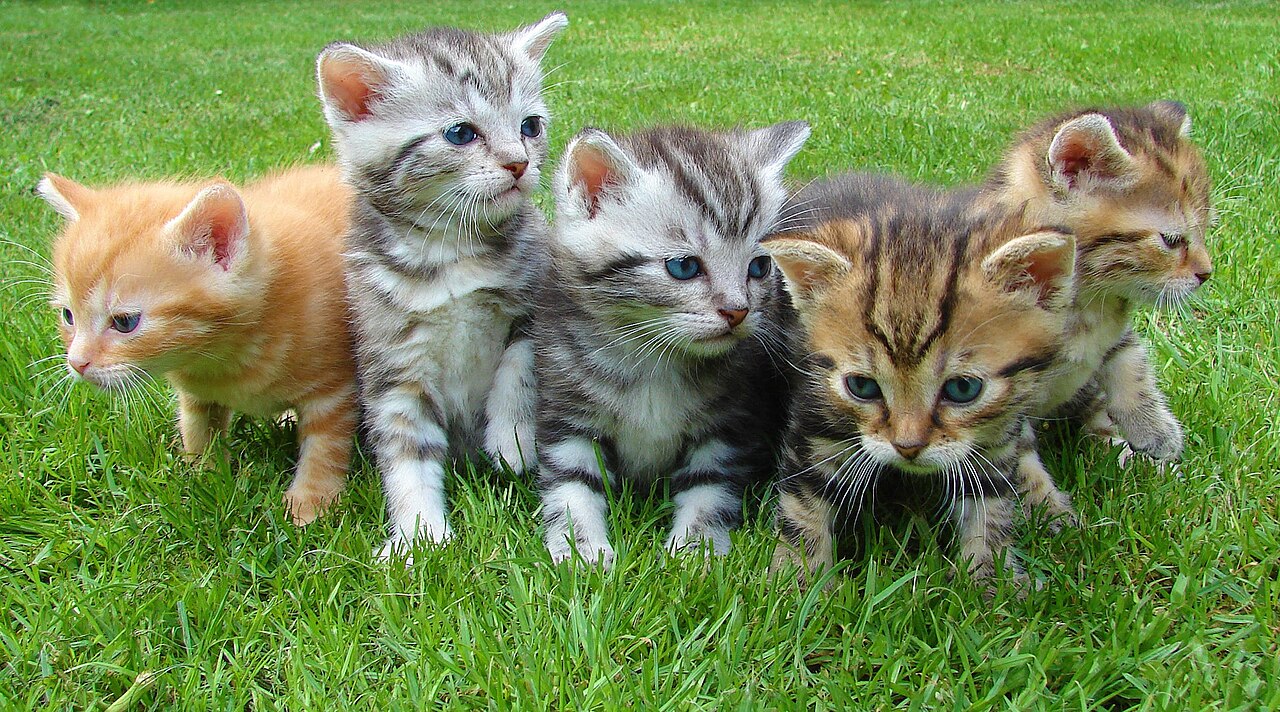 Customer Letter of the Month: ‘My Cat Pushed My Laptop and I Would Like a Refund for Everything’