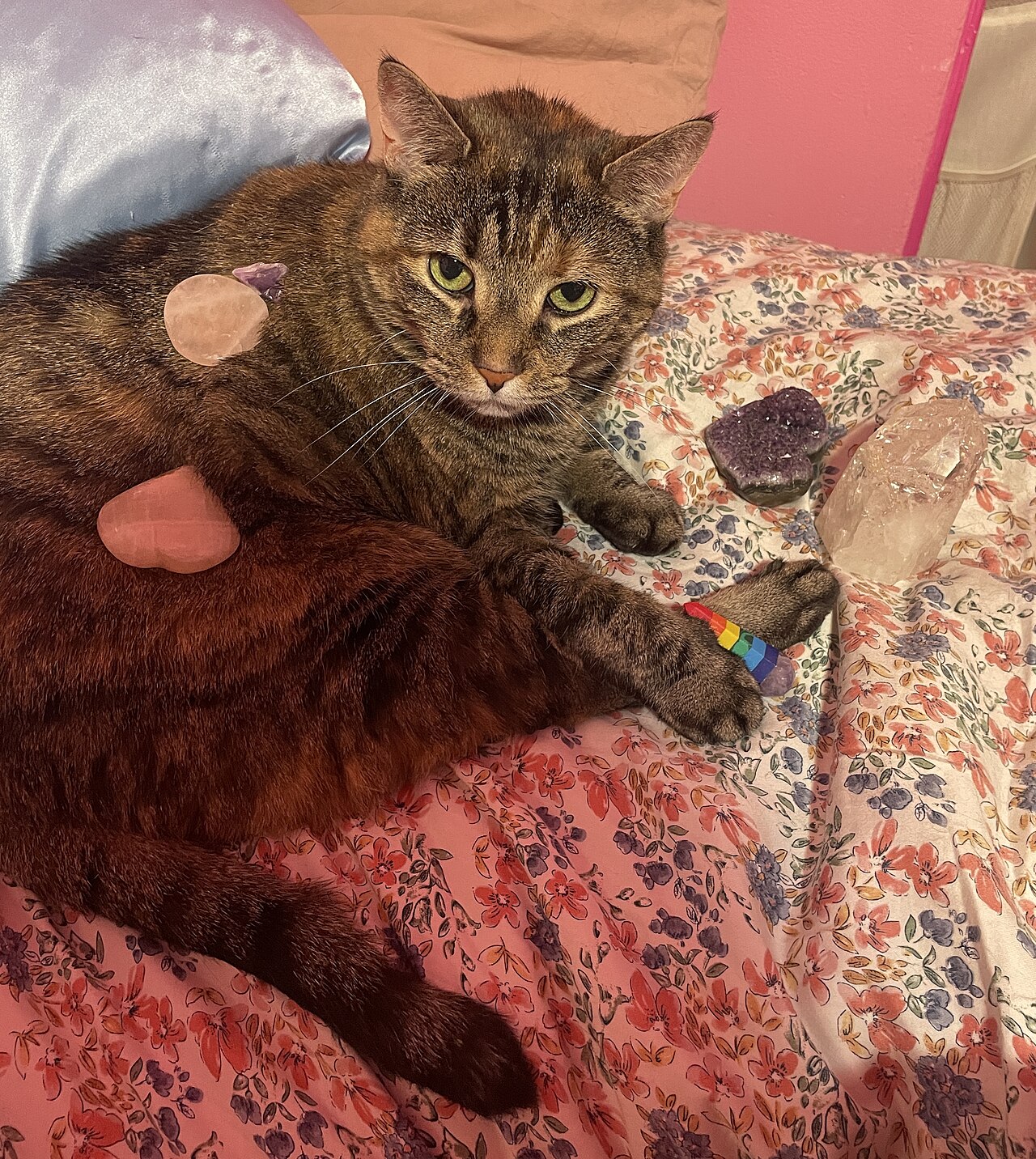 Reader Questions: Is My Cat Covered if She Pushes Her Own Bowl?